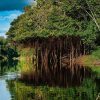 selva amazonica