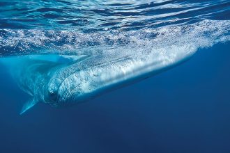 balaenoptera physalus frederic bassemayouse wwf