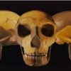 Ancient Skull Unearthed In China 64d37ef930a9e 768x403 1